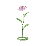 Resim FLORERE:PEONY