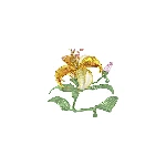Resim FLORERE:LILY L